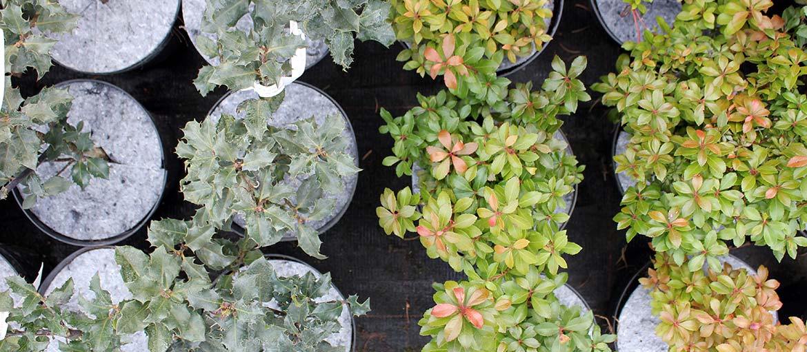 أقراص بوعاء غير منسوجة لمكافحة الحشائش في بولندا