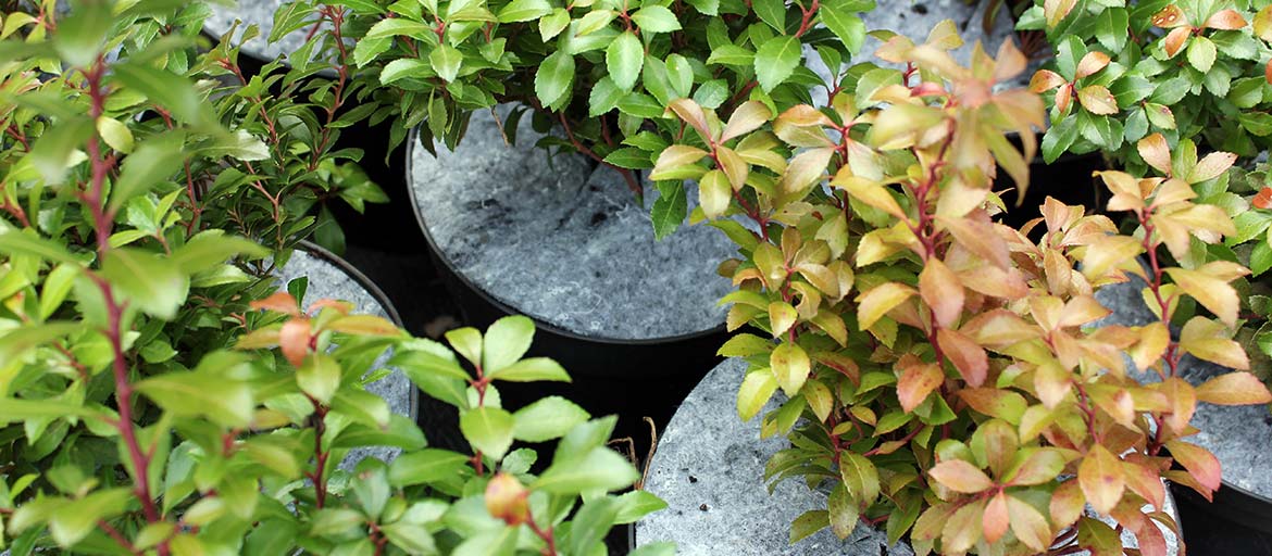 أقراص بوعاء غير منسوجة لمكافحة الحشائش في بولندا