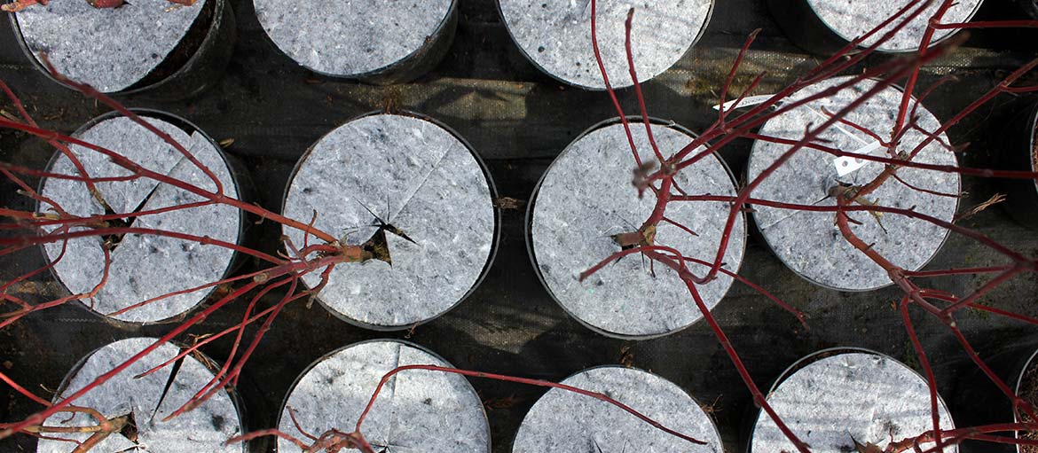 أقراص بوعاء غير منسوجة لمكافحة الحشائش في بولندا