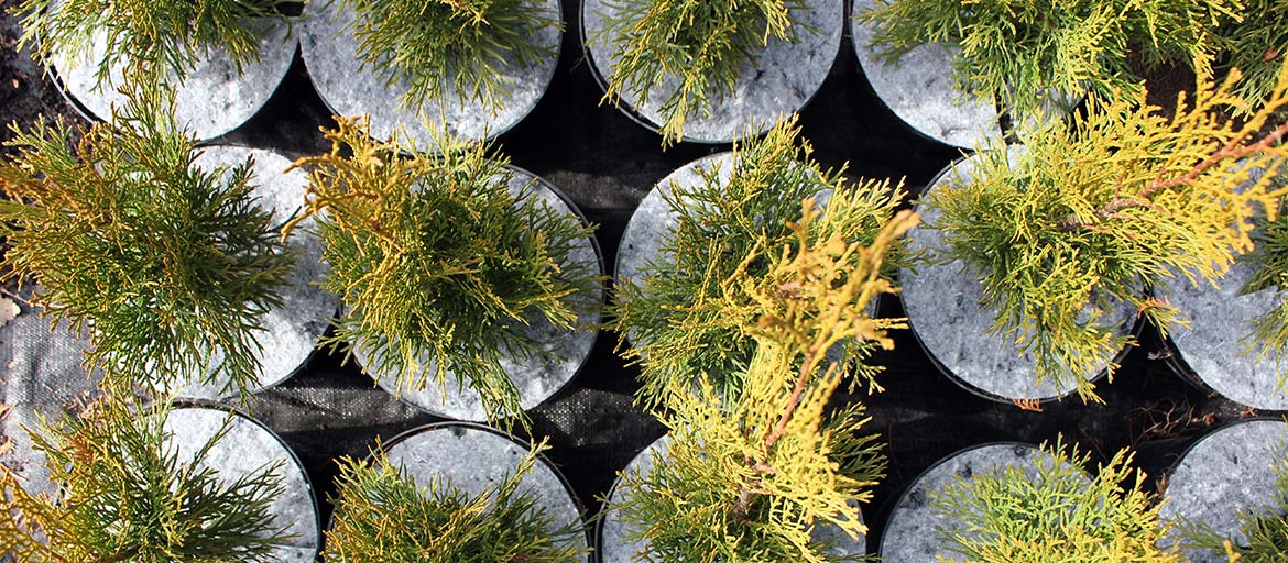 أقراص بوعاء غير منسوجة لمكافحة الحشائش في بولندا