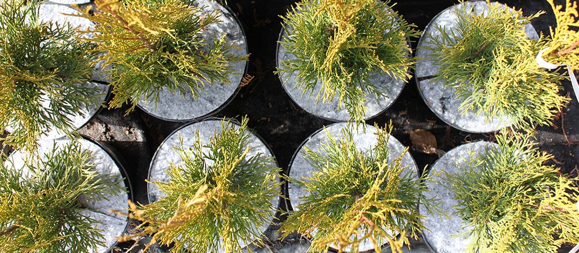 أقراص بوعاء غير منسوجة لمكافحة الحشائش في بولندا