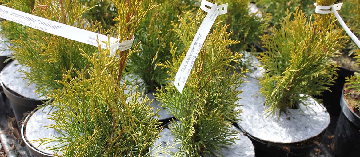 أقراص بوعاء غير منسوجة لمكافحة الحشائش في بولندا