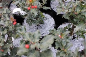 защита от сорняков Польша 02