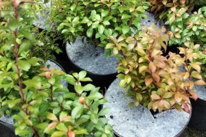 защита от сорняков Польша 05