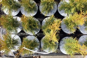 защита от сорняков Польша 04