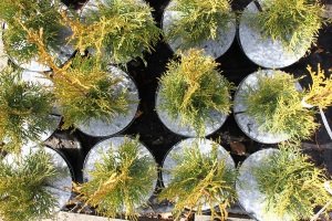 защита от сорняков Польша 09