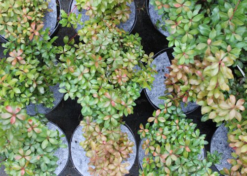 أقراص بوعاء غير منسوجة لمكافحة الحشائش في بولندا